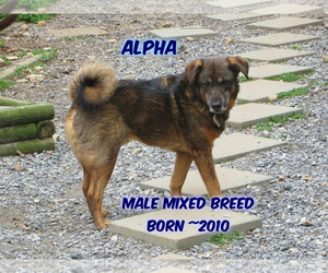 Norwegian Elkhound-Unknown Mix Dogs for adoption in Huddleston, VA, USA