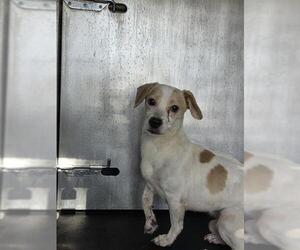 Beagle-Unknown Mix Dogs for adoption in San Antonio, TX, USA