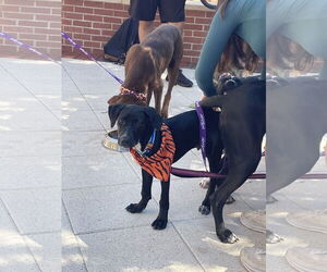 Labrador Retriever-Unknown Mix Dogs for adoption in Mobile, AL, USA