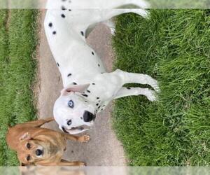 Dalmatian Dogs for adoption in Prague, OK, USA
