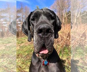 Great Dane Dogs for adoption in Huntersville, NC, USA
