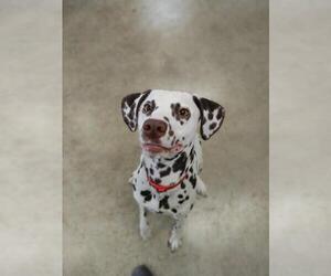 Dalmatian Dogs for adoption in Jasper, IN, USA