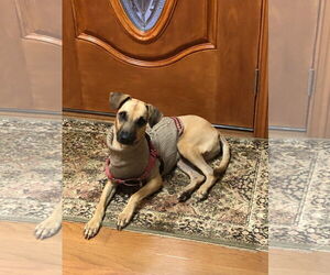 Mutt Dogs for adoption in NYC, NY, USA