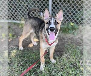 Shollie Dogs for adoption in Modesto, CA, USA