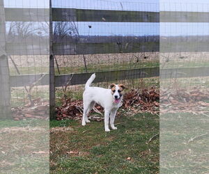 Medium Photo #2 Mutt Puppy For Sale in Hewitt, NJ, USA