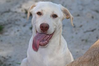 Labrador Retriever Dogs for adoption in Statesboro, GA, USA