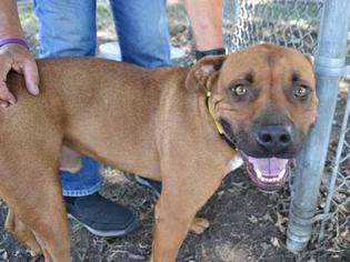 Black Mouth Cur Dogs for adoption in Lawrence, KS, USA