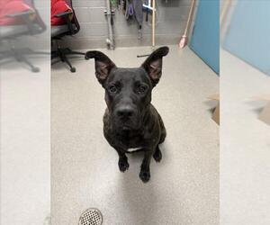 Mutt Dogs for adoption in Las Vegas, NV, USA