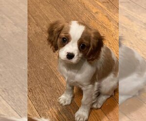 Cavalier King Charles Spaniel Dogs for adoption in Mukwonago, WI, USA