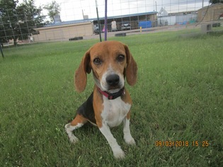 Beagle Dogs for adoption in Littleton, CO, USA