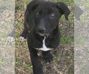 Labrador Retriever-Unknown Mix Dogs for adoption in Alexander, AR, USA