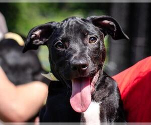 Catahoula Leopard Dog-Unknown Mix Dogs for adoption in Dedham, MA, USA