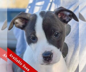 American Bulldog-American Staffordshire Terrier Mix Dogs for adoption in Huntley, IL, USA