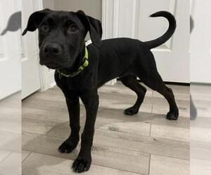 Great Dane-Labrador Retriever Mix Dogs for adoption in Dublin, OH, USA