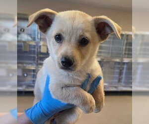 Chihuahua-Unknown Mix Dogs for adoption in Fremont, CA, USA