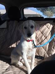 Labrador Retriever Dogs for adoption in Royse City, TX, USA