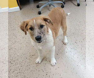 Australian Shepherd-Unknown Mix Dogs for adoption in York, SC, USA