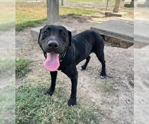 American Pit Bull Terrier-Unknown Mix Dogs for adoption in Conroe, TX, USA