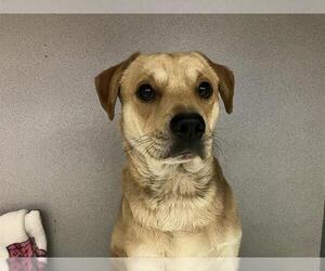 Labbe Dogs for adoption in Camarillo, CA, USA