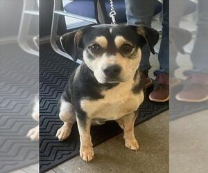 Siberian Husky-Unknown Mix Dogs for adoption in Jackson, CA, USA