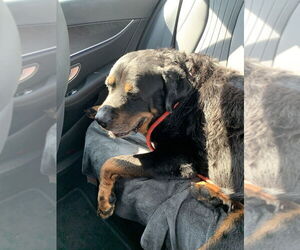 Rottweiler Dogs for adoption in Gilbert, AZ, USA