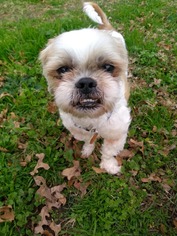 Shih Tzu Dogs for adoption in Euless, TX, USA