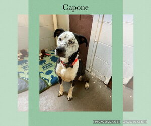 American Pit Bull Terrier-Siberian Husky Mix Dogs for adoption in Kewanee, IL, USA