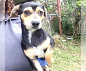 Rat-Cha Dogs for adoption in Houston, TX, USA