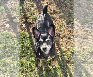 Chihuahua-Unknown Mix Dogs for adoption in Clarkston, MI, USA