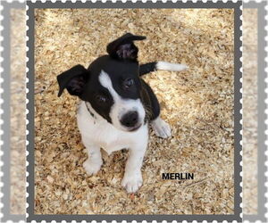 Border Collie-Unknown Mix Dogs for adoption in Granbury, TX, USA