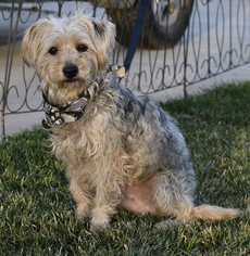 Silky Terrier Dogs for adoption in Palo Alto, CA, USA