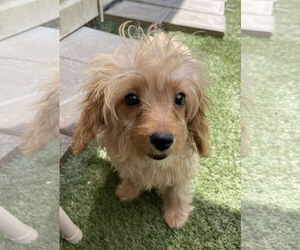 Cavapoo Dogs for adoption in Lewistown, PA, USA