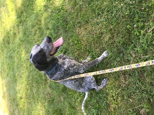 German Shorthaired Pointer Dogs for adoption in Oak Ridge, NJ, USA