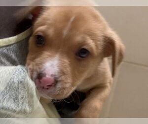 American Pit Bull Terrier-Unknown Mix Dogs for adoption in Pueblo, CO, USA