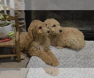 Poodle (Standard) Dogs for adoption in New Orleans, LA, USA