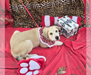 Labrenees Dogs for adoption in Missouri City, TX, USA