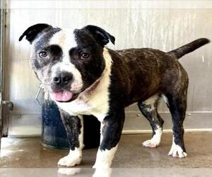 American Pit Bull Terrier Dogs for adoption in San Bernardino, CA, USA