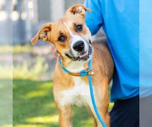 Boxer-Unknown Mix Dogs for adoption in Camarillo, CA, USA