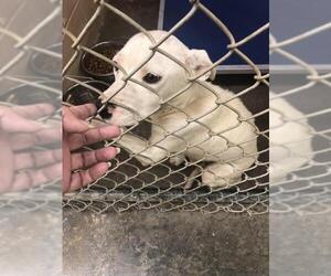 Bull Terrier Dogs for adoption in Tarboro, NC, USA