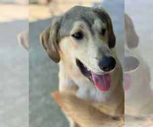 Anatolian Shepherd-Unknown Mix Dogs for adoption in NYC, NY, USA