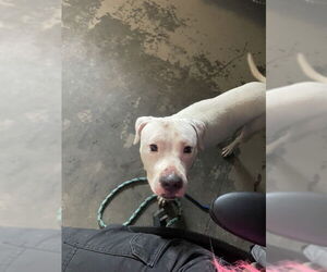 Bulldog-Unknown Mix Dogs for adoption in Tallahassee, FL, USA