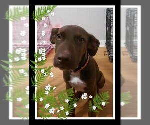 German Shorthaired Lab Dogs for adoption in Pipe Creek, TX, USA
