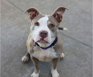 American Pit Bull Terrier Dogs for adoption in Martinez, CA, USA