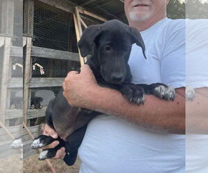 Collie-Great Dane Mix Dogs for adoption in Bullard, TX, USA