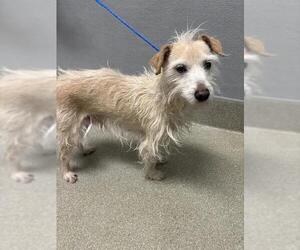 Mutt Dogs for adoption in Las Vegas, NV, USA