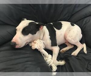 Bull Terrier Dogs for adoption in Battle Ground, WA, USA