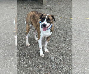 Mutt Dogs for adoption in Elmsford, NY, USA