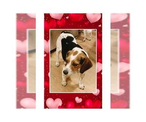 Beagle Dogs for adoption in Genoa City, WI, USA