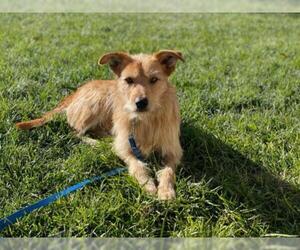 Mutt Dogs for adoption in Alta Loma, CA, USA