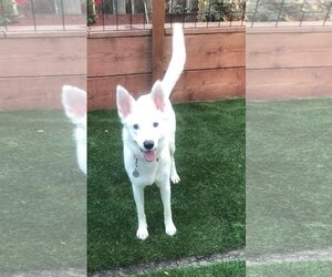 German Shepherd Dog-Huskies  Mix Dogs for adoption in danville, CA, USA